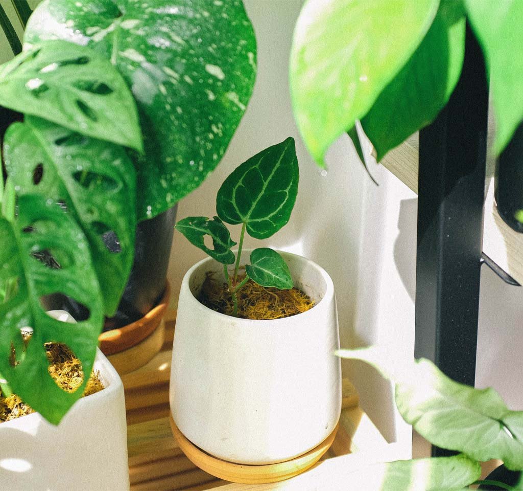 Create an Indoor Garden That Doubles as Art and The Best Decor