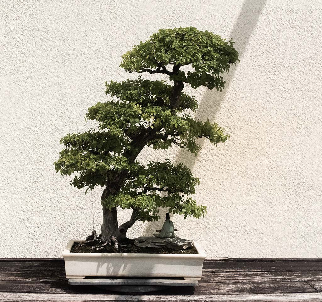 The Art of Bonsai: Cultivating Miniature Trees Indoors