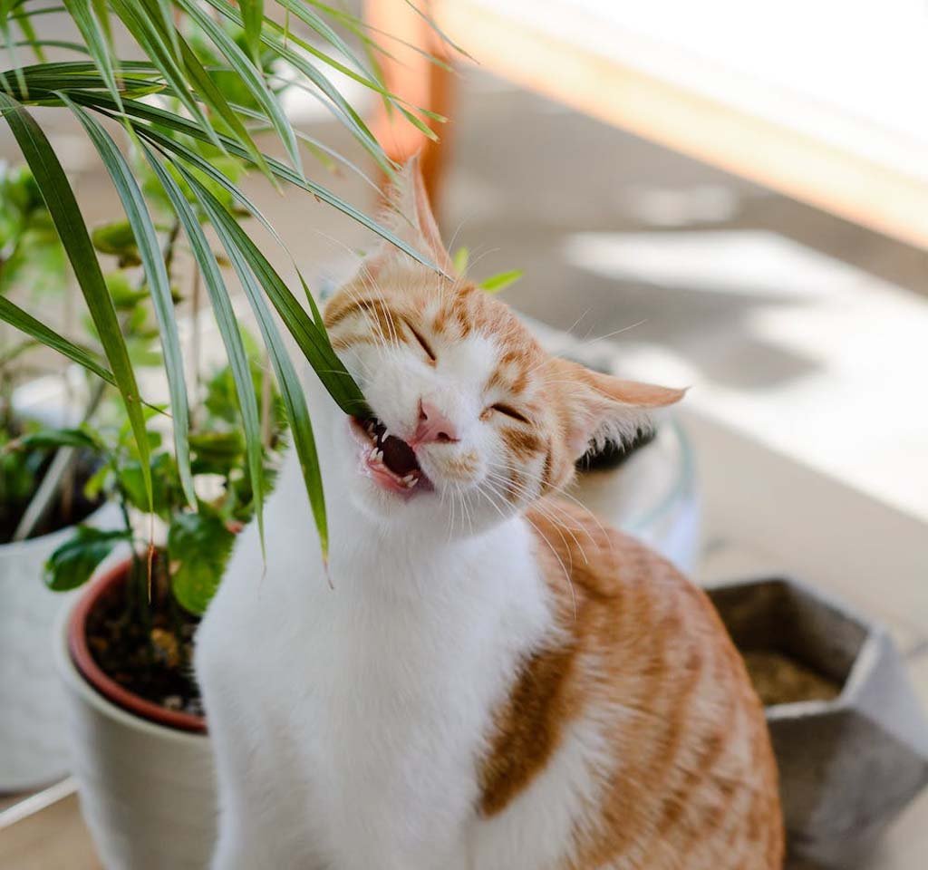 How to Choose Non-toxic Indoor Plants for Pets