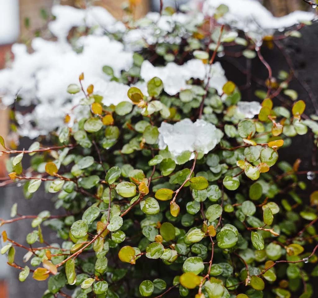 How to Care for Your Houseplant in Cold Weather