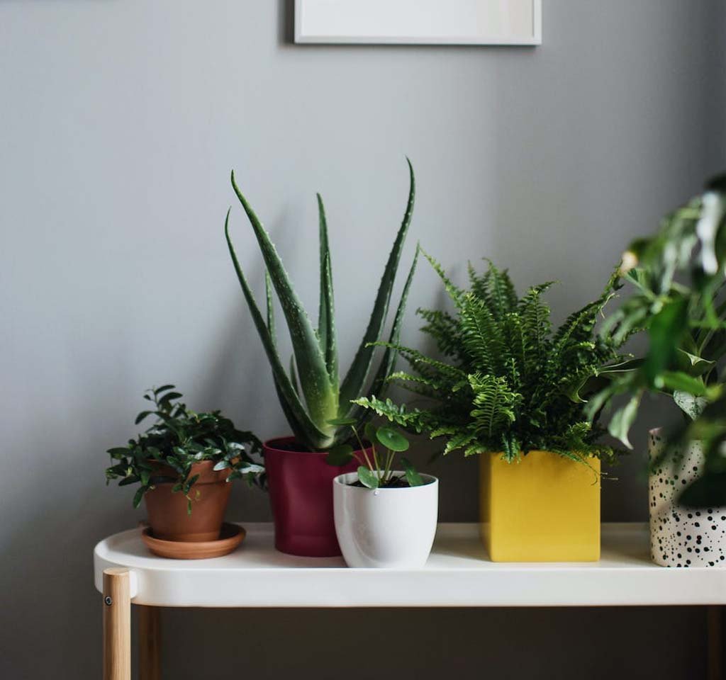 Decorate with Houseplants: Tips and Tricks