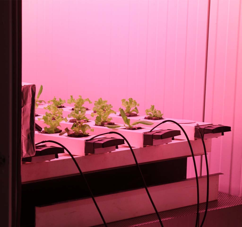 How to Get Started with Hydroponics