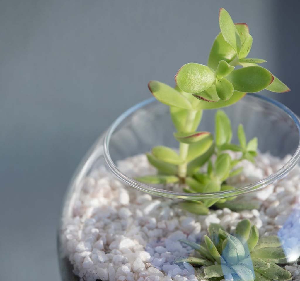 Fish Tank is an Awesome Alternative Classic Pot for Plants