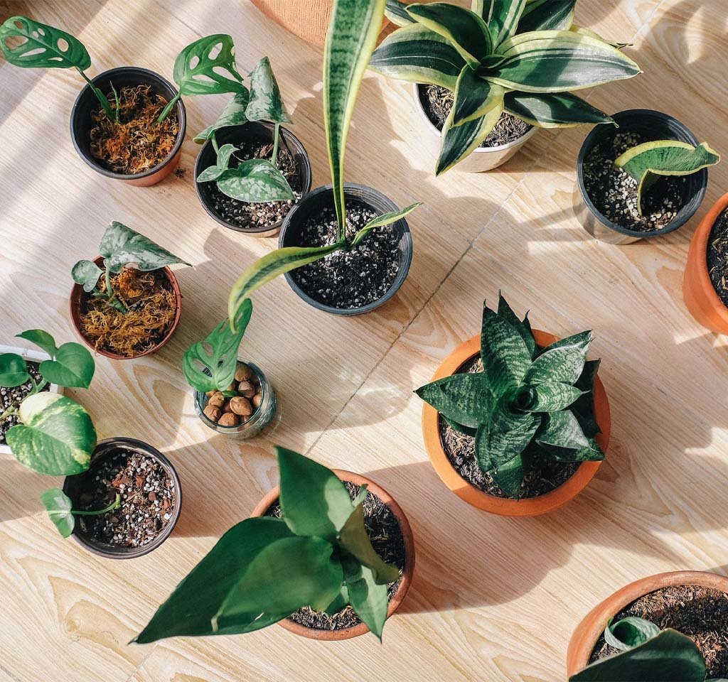 How to Choose a Suitable Pot for Houseplants