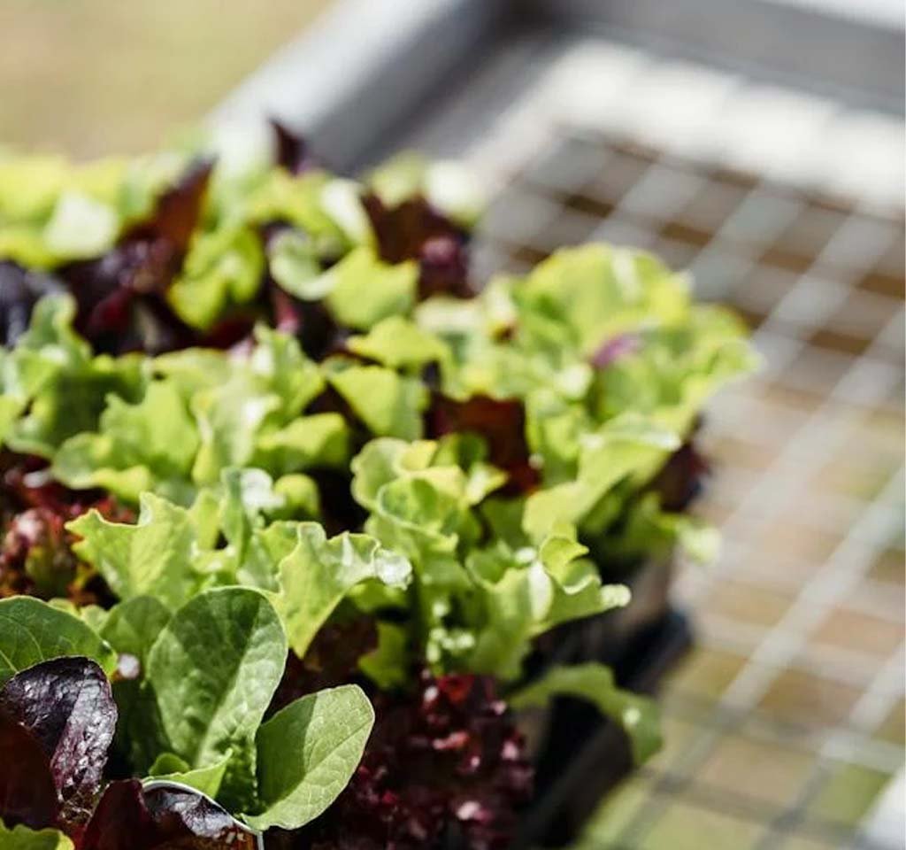 How to Grow an Indoor Salad Garden